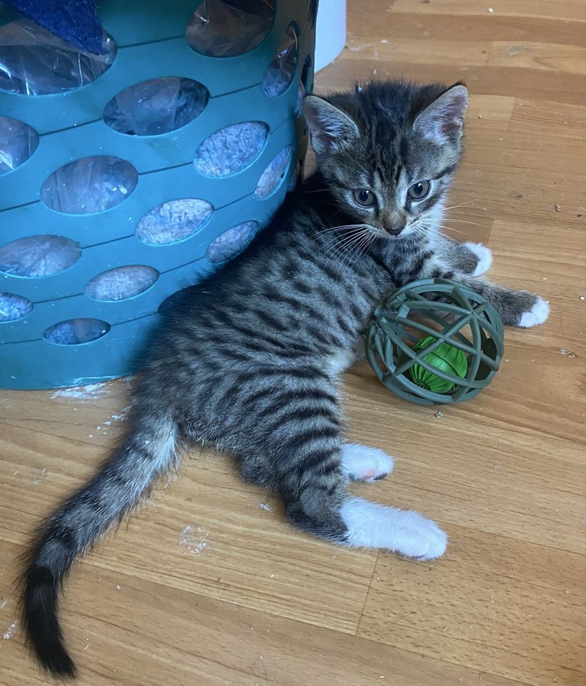 Kotek do adopcji 3 miesięczny