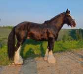 Piękny ogier Shire, wysoki 195cm  licencja SHS i PZHK