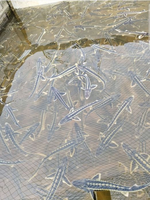 Jesiotr rosyjski inne Karp Amur Sandacz Szczupak Lin Tołpyga  Karaś