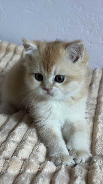 Dziewczynka brytyjska