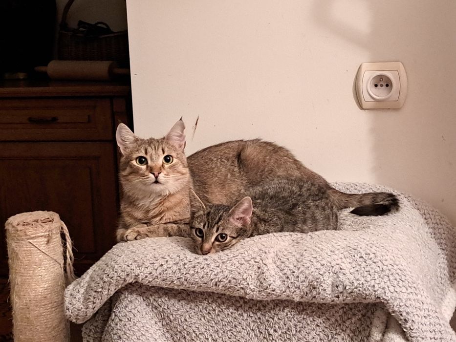 Pyza- bura, mała 5- miesięczna kotka do adopcji