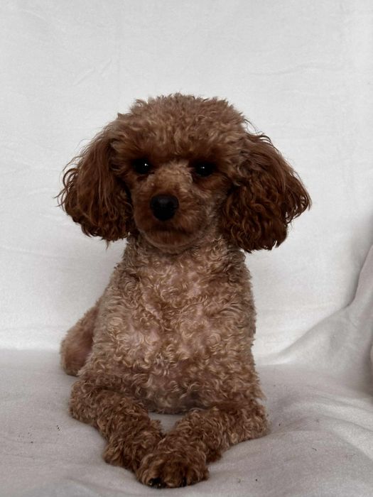 Pudel Toy suczka