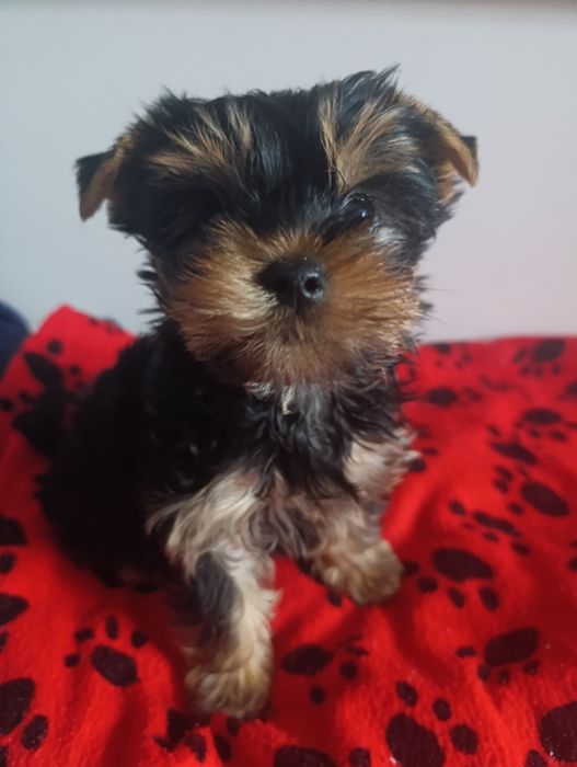 Неймовірна красунечка дівчинка міні.