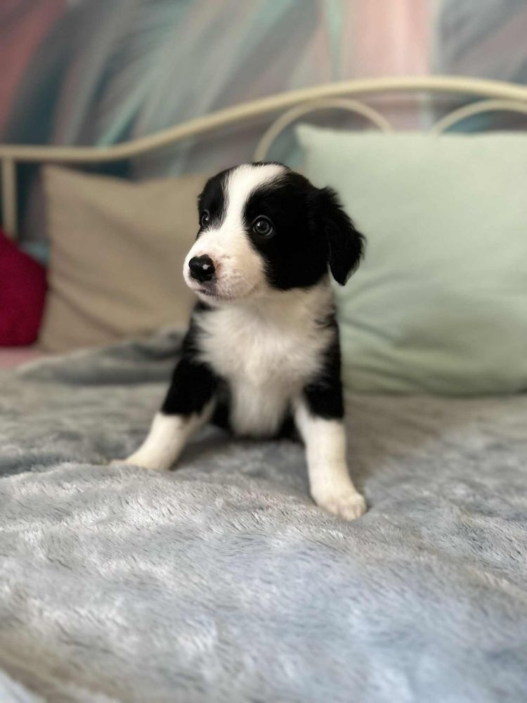 Pies rasy Border Collie