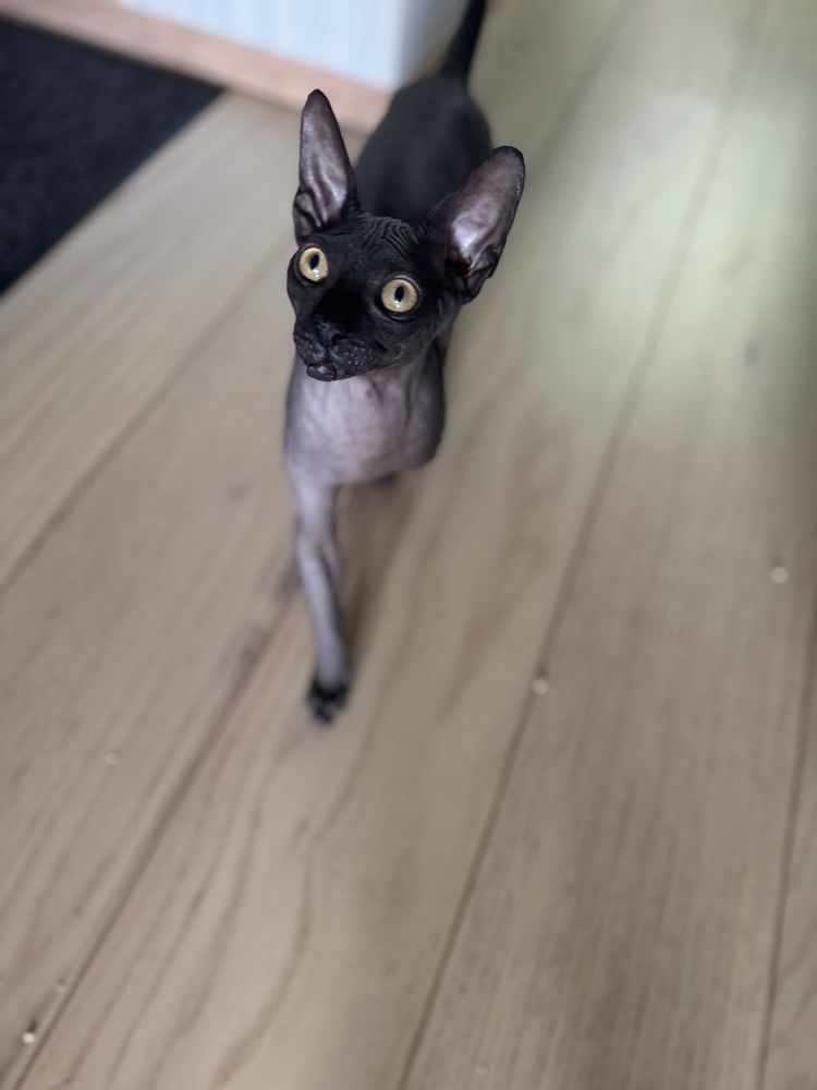 Sfinks kanadyjski