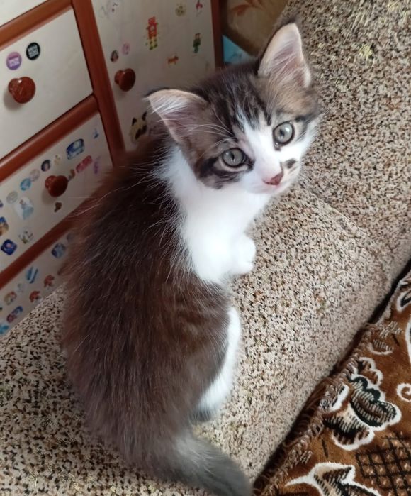 Кошенята ігріві.