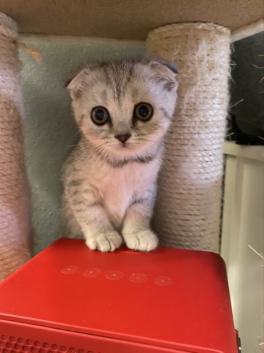 Koteczka Patrysia do odbioru - Kotka Szkocka Zwisłoucha Tabby < 3