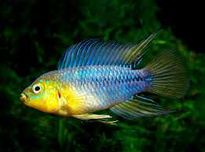 GB  Pielęgniczka Borella (Apistogramma borellii) Reitziga, żółta