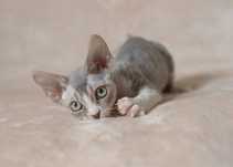 Dziewczynka Devon Rex niebieska z bielą