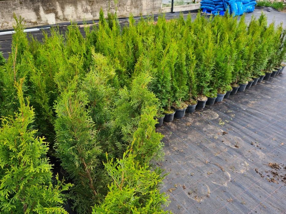 Tuja Szmaragd 80 - 100 cm w Donicy 3l -Max przyjec-Dowozimy- Supraśl