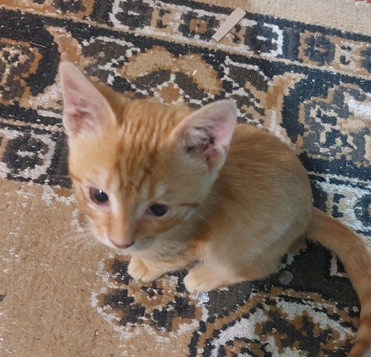 Котик и кошечки в хорошие руки