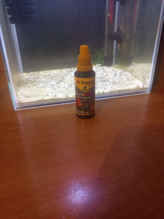 Żywe kultury bakterii