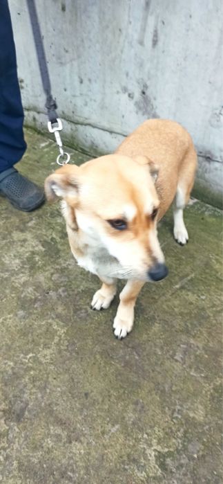 Віддам в добрі руки