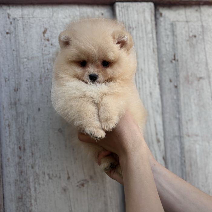 Хлопчик шоу класу тип ведмедика