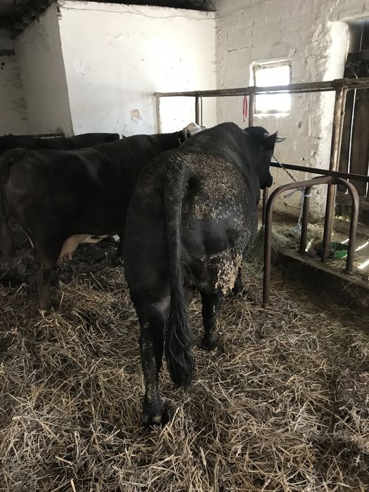 Skup Bydła Krowy Byki Jałówki Cielęta Odsadki