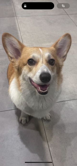 Отдам корги с документами в хорошие руки