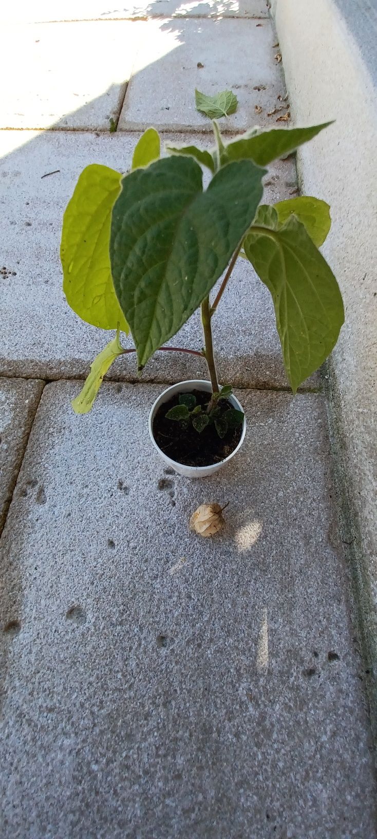 Planta Fisalis frutos benéficos para a saúde.