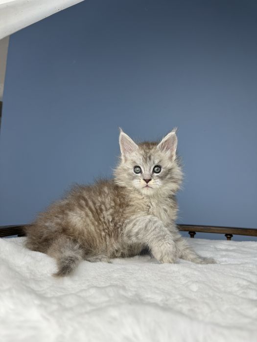 Феромон кукольный мальчик котенок мейн кун в шоу типаже