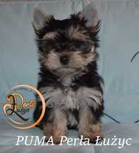 Yorkshire Terrier suczka