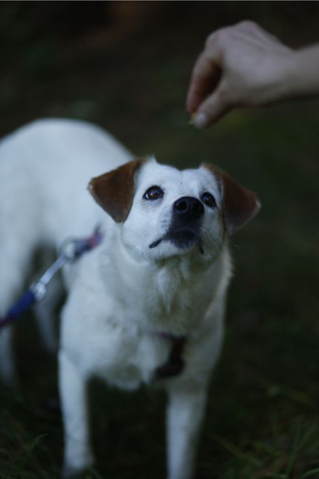 Delikatna piękność czyli Kimczi poleca się do adopcji