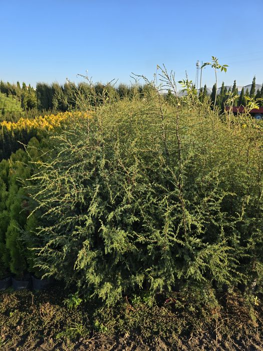 Jałowiec Hibernica 120-140 cm pospolity szybkorosnacy zywoplot