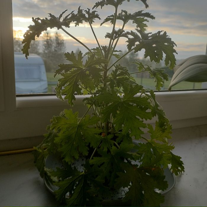 Geranium, cytrynka, doktorek