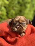Piesek shih tzu z rodowodem 4 pokoleniowym