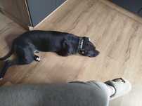 Oddam psa rasy pitbull terrier amerykańskii