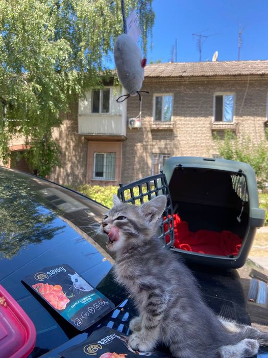 Кошеня в добрі руки