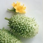 50 Sementes de Pepino Maxixe - cucumis anguria