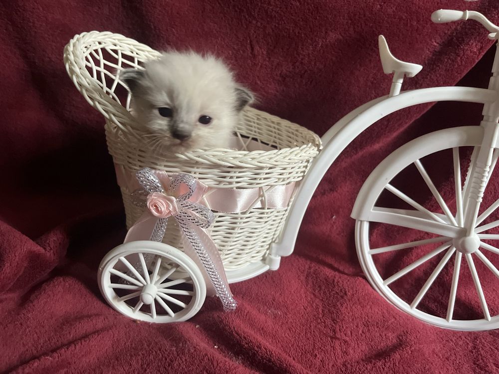 Ragdoll dziewczynka seal mitted
