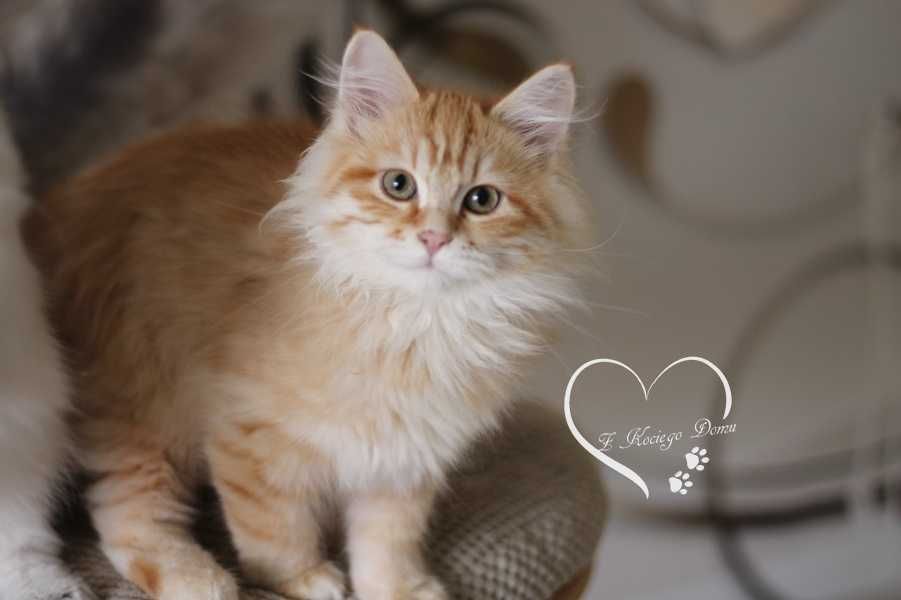 Rudy kocurek syberyjski rodowd FIFE