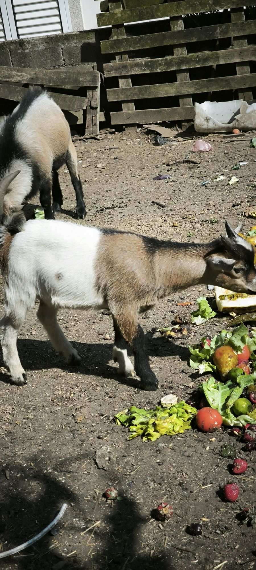 Cabrito anão  6 meses