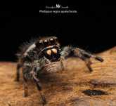 Skakun Phidippus regius Apalachicola L4