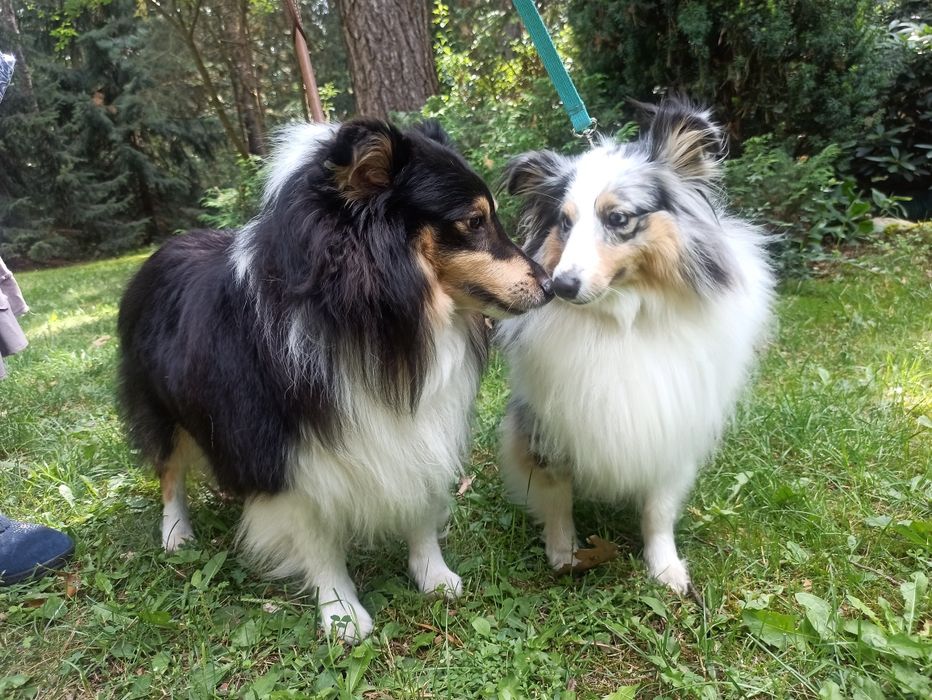 Owczarek Szetlandzki Sheltie piesek trikolor