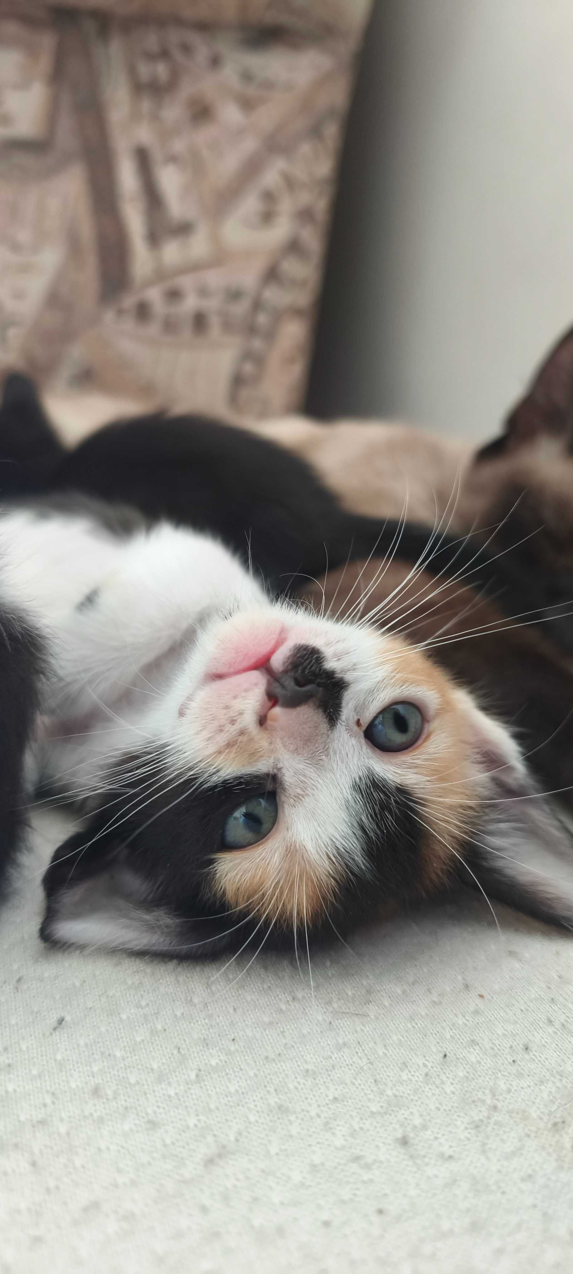 Gatinhos fofos para adoção