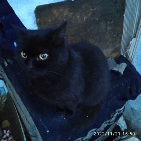 Черная кошка ищет преданных хозяев