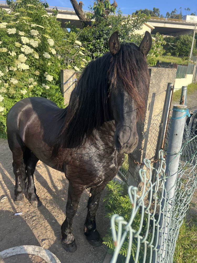 Cavalo Frisio Puro com Papeis de pura