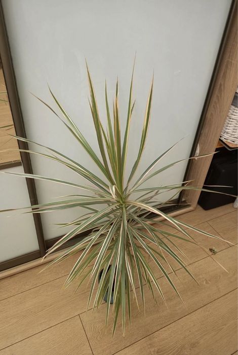 Драцена трехцветная комнатная пальма моргината шефлера вариегатная