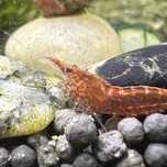 Camarões red neocaridina