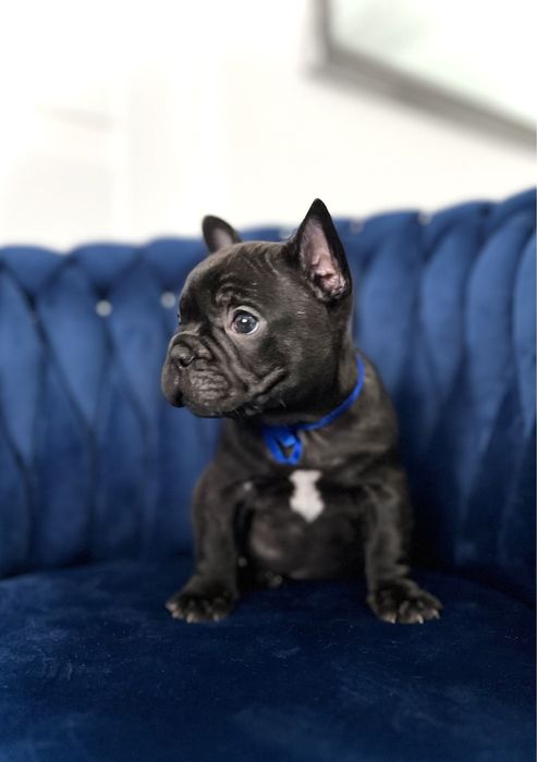 Buldog francuski marengo