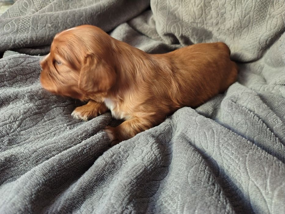 Cavalier king Charles spaniel ruby  * suczka *