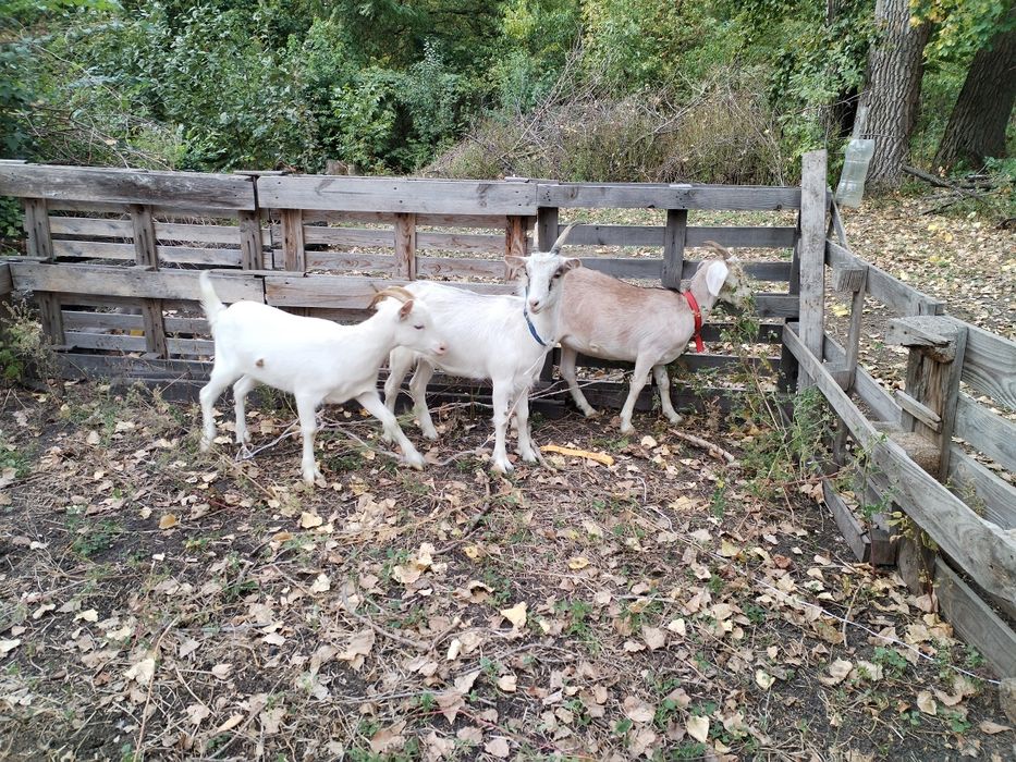 Кози, молоді кізочки