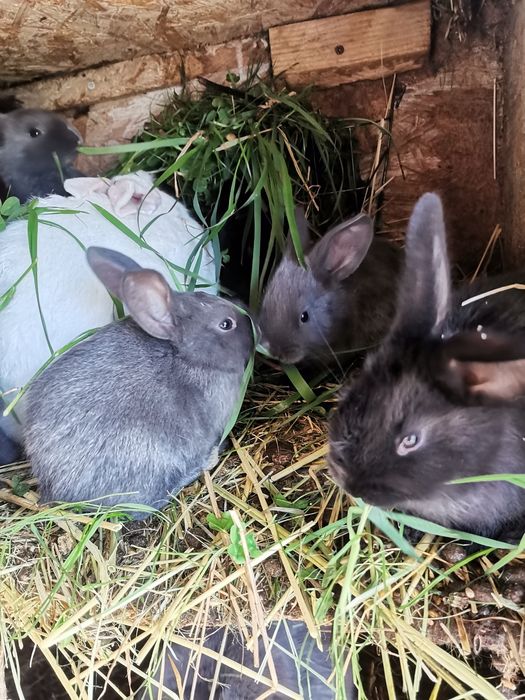 Króliki młode mix