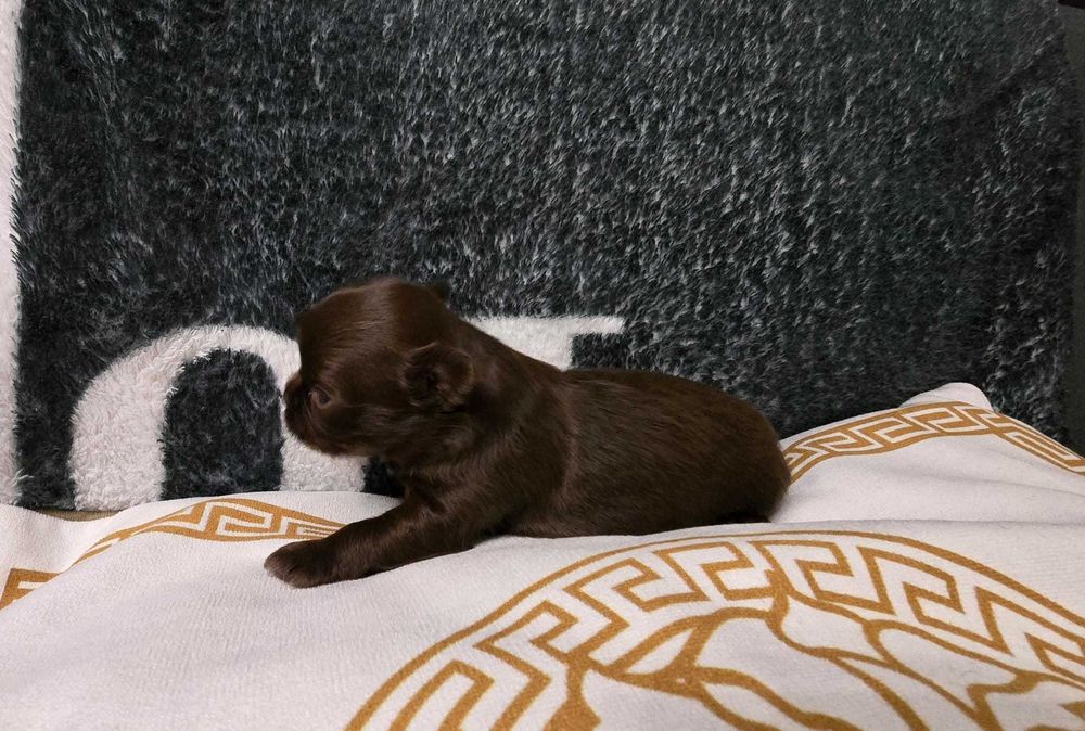 MINI Piesek Chihuahua Długowłosy Zkwp FCI czekoladowy DO REZERWACJI