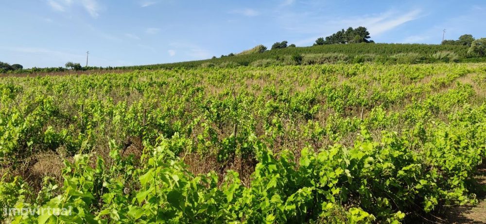 Terreno rustico | 9640 m2 | Cadaval