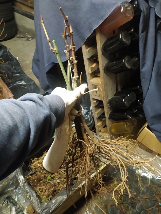 Sadzonki 2 winorośli wino i soki parafinam mikoryza wysylka