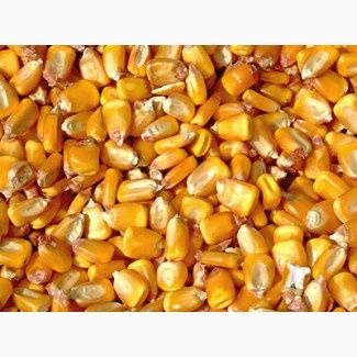 Продам Кукурудзу