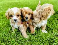 Maltipoo suczka maltipo maltańczyk pudel toy red