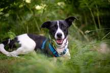 Magni jak mini wyżeł ADOPCJA szuka kochającej rodziny
